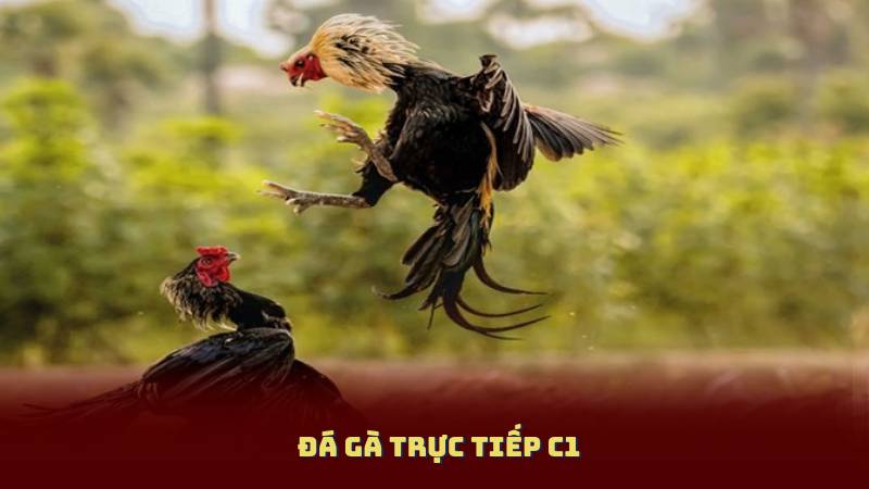 Đá Gà Trực Tiếp C1 – Nơi Hội Tụ Những Chiến Kê Hàng Đầu