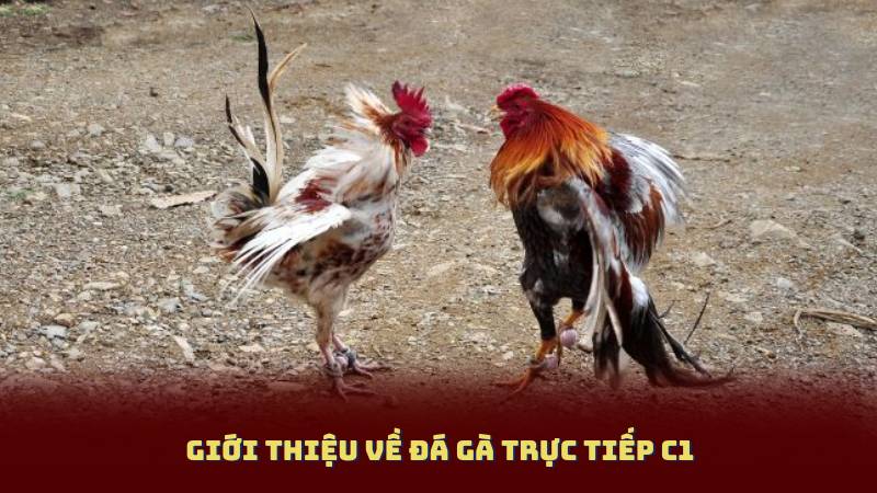 Giới thiệu về Đá Gà Trực Tiếp C1 