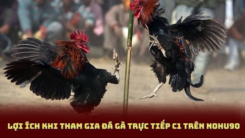 Lợi ích khi tham gia Đá Gà Trực Tiếp C1 trên Nohu90